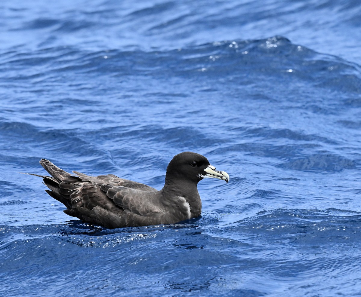 Beyaz Gıdılı Yelkovan - ML646684433