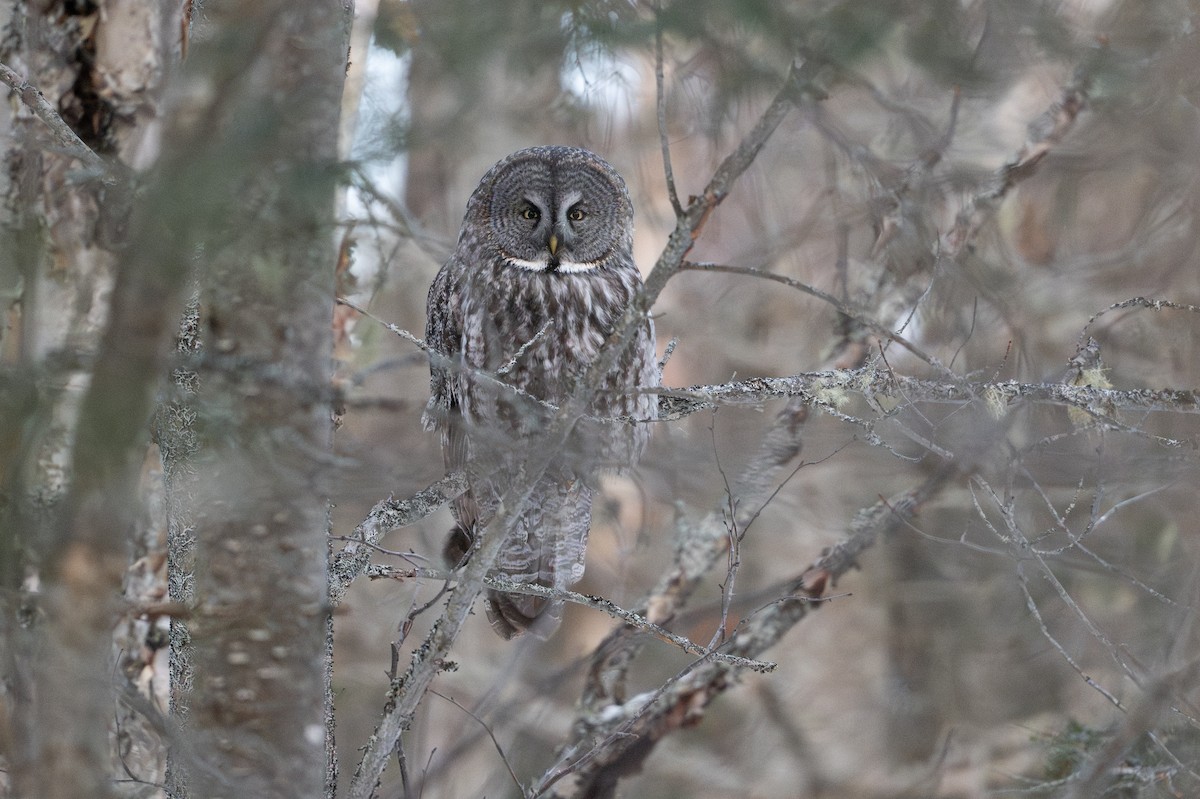 Bartkauz - ML646684434