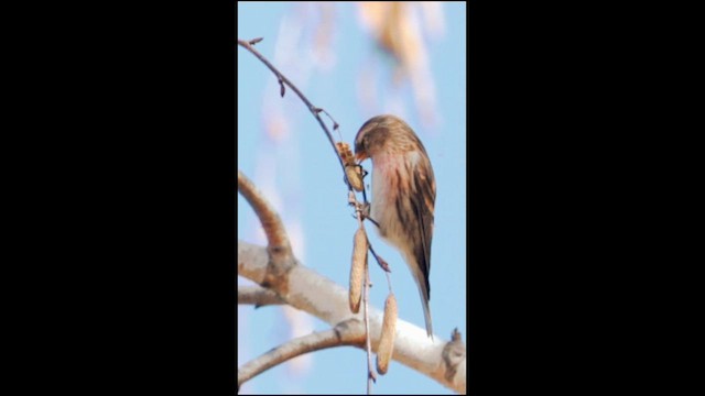 Redpoll (Lesser) - ML646684435