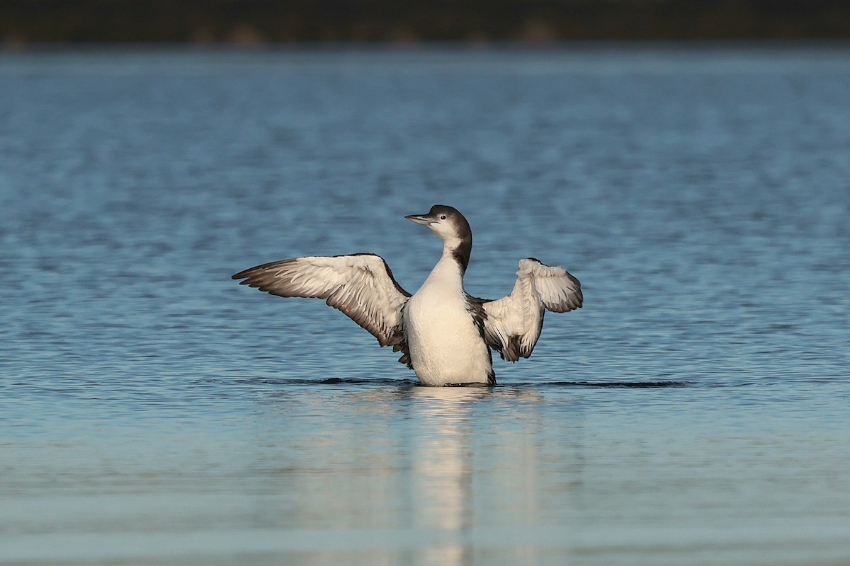 Черноклювая гагара - ML646684436