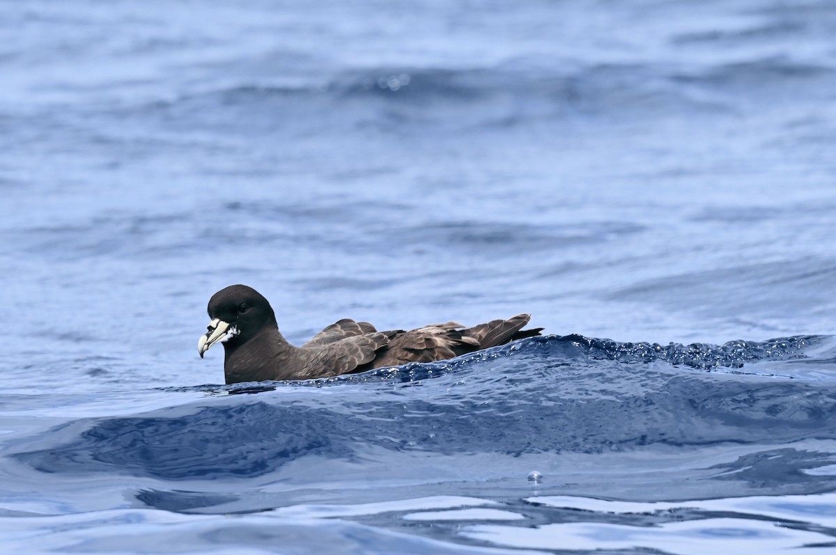 Beyaz Gıdılı Yelkovan - ML646684437