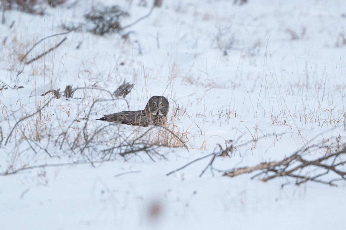 Bartkauz - ML646684438