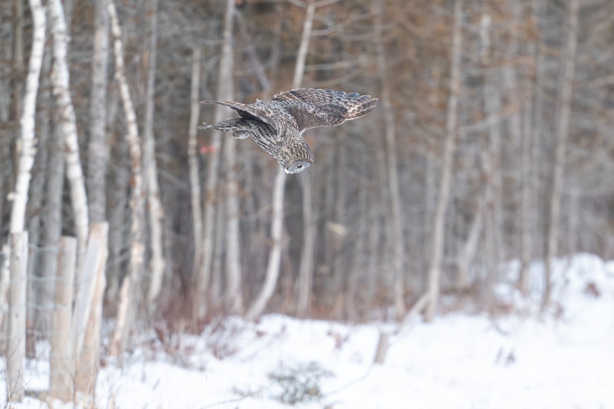 Bartkauz - ML646684439