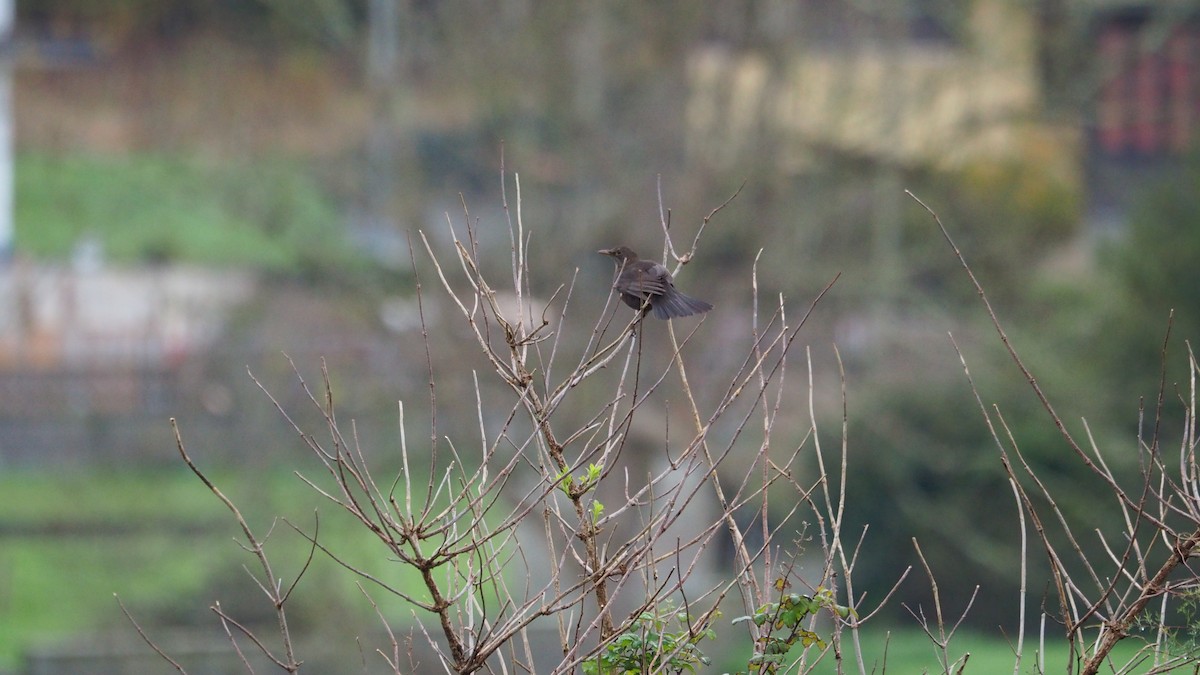 Eurasian Blackbird - ML646684442