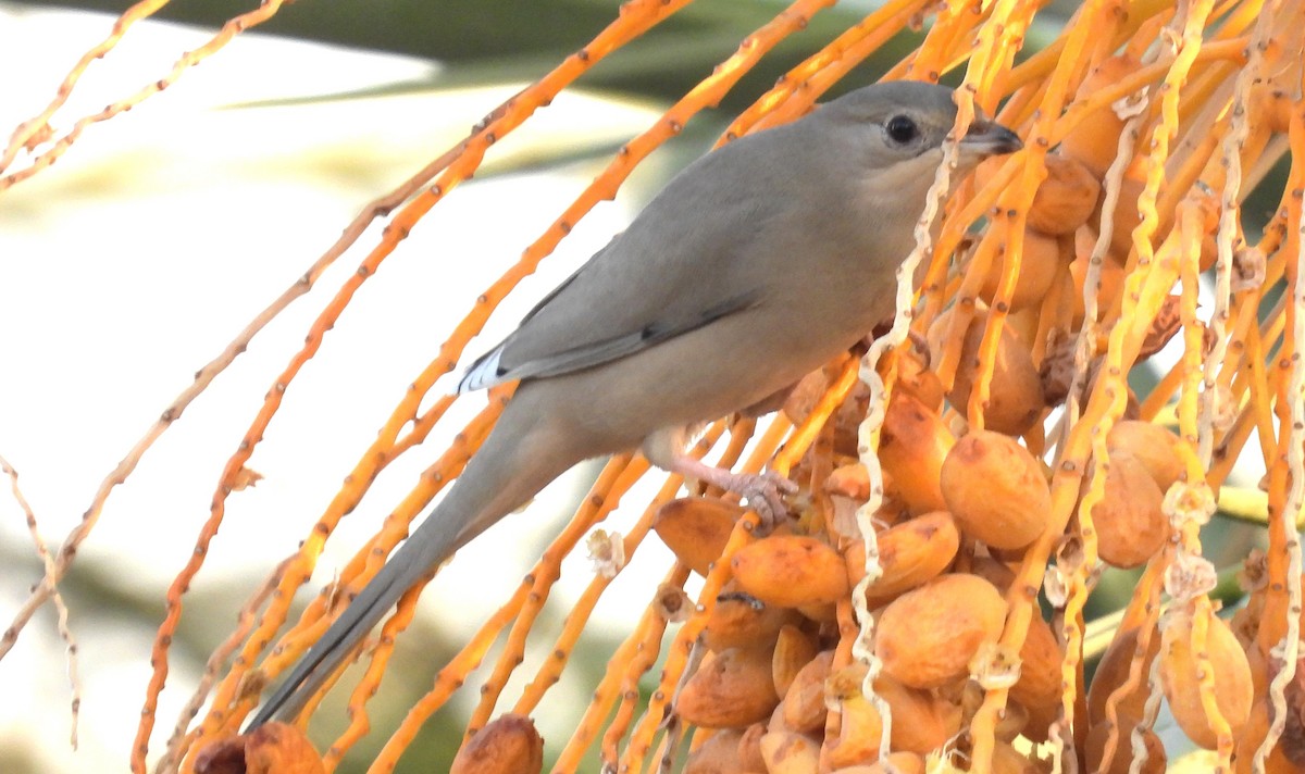 Hypocolius - ML646684444