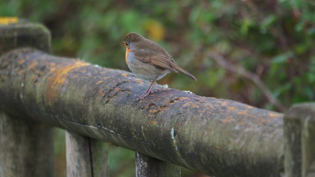 European Robin - ML646684445