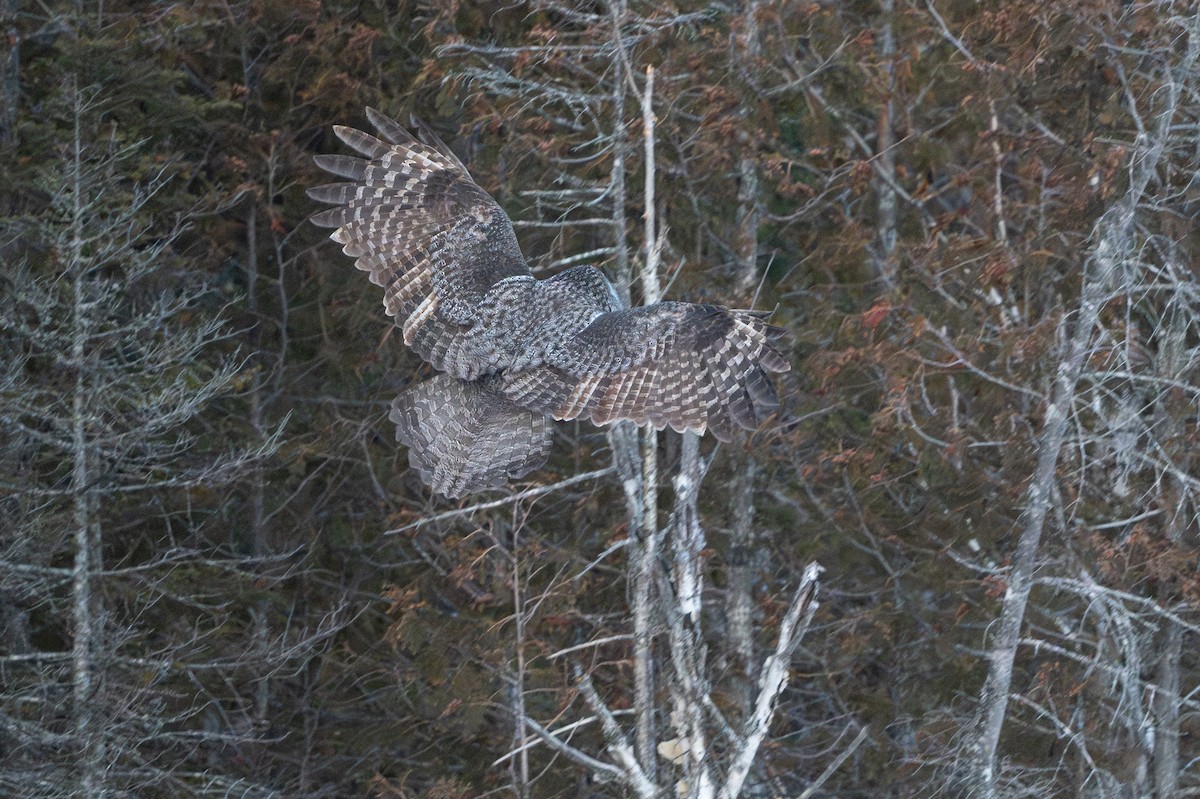 Bartkauz - ML646684446