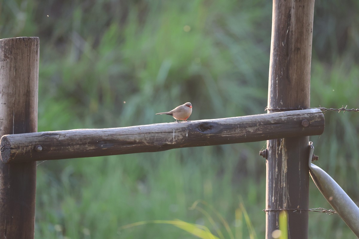 Mumgaga - ML646684447