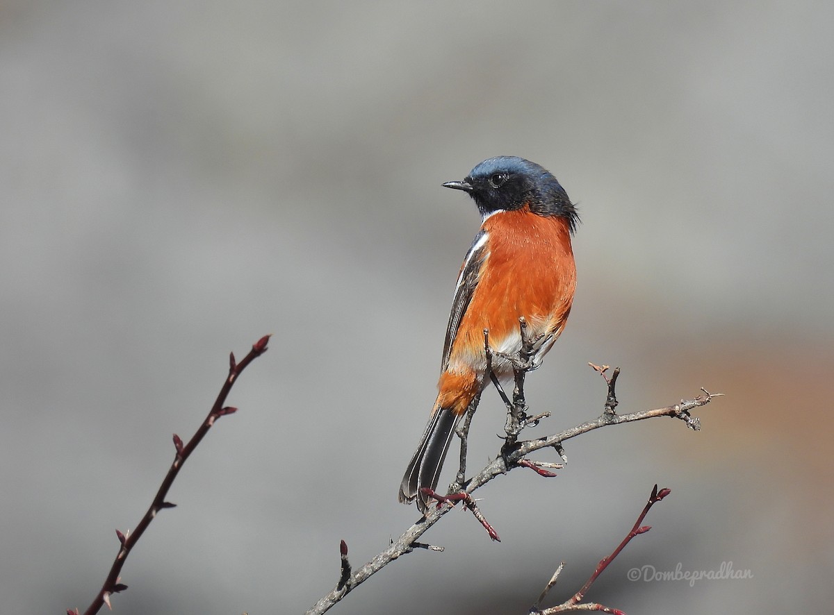 Ak Boğazlı Kızılkuyruk - ML646684448