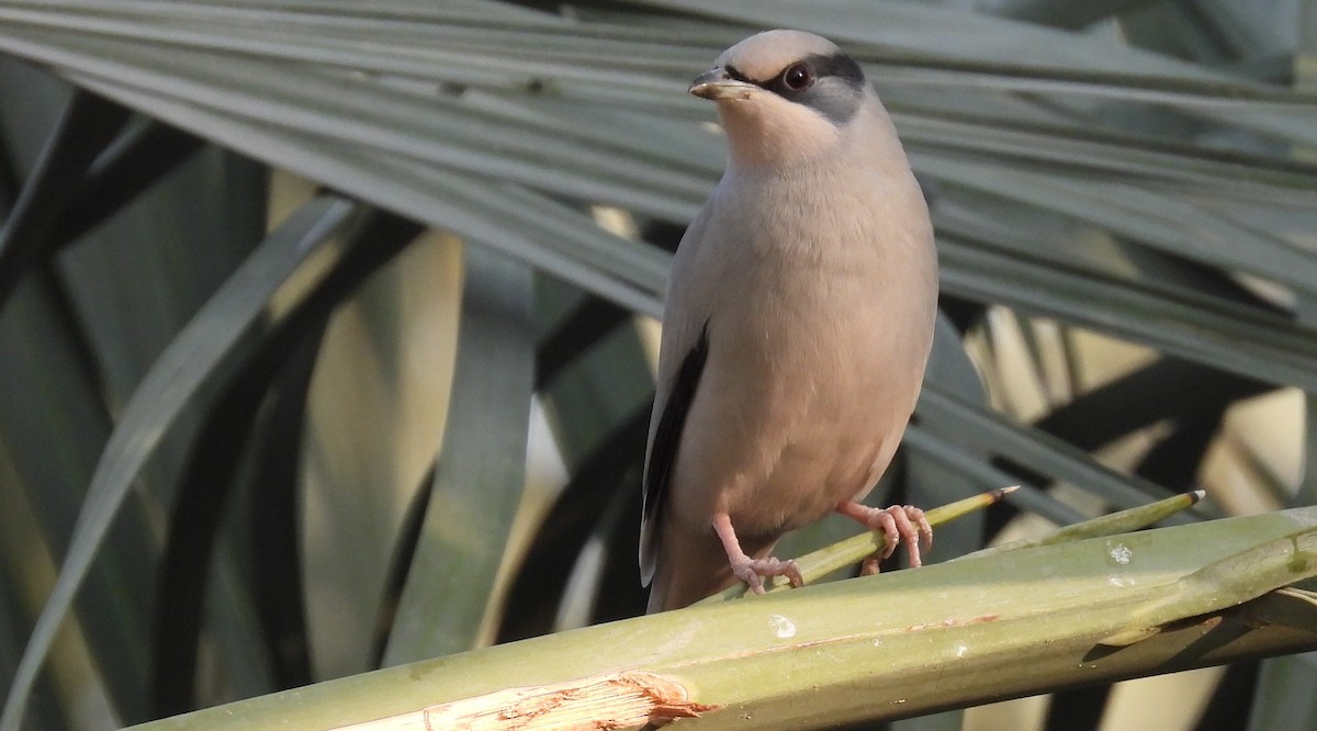 Hypocolius - ML646684450