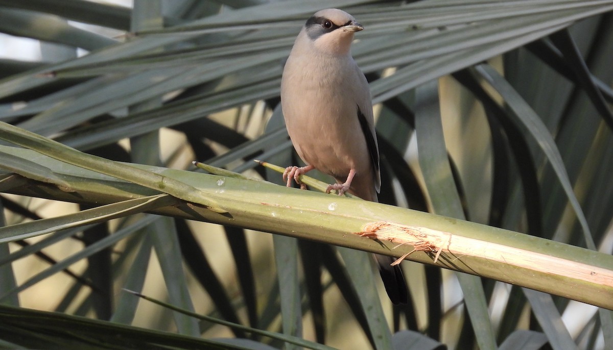 Hypocolius - ML646684451