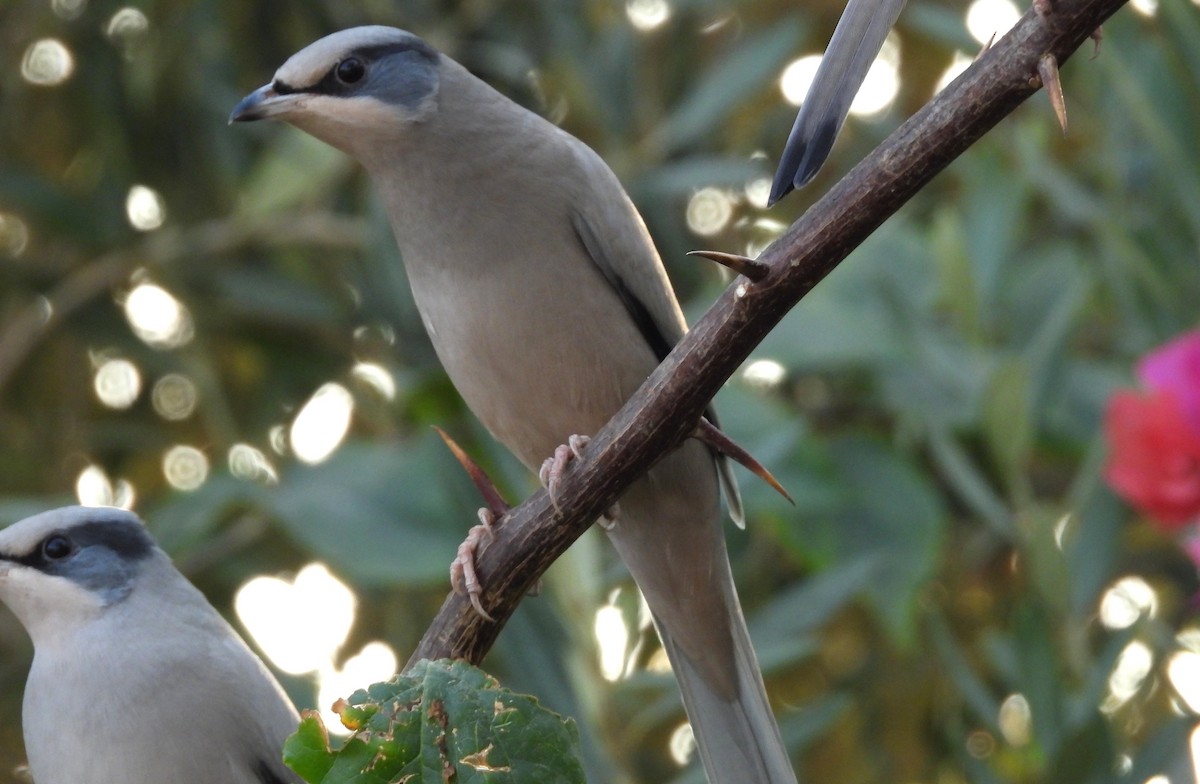 Hypocolius - ML646684455