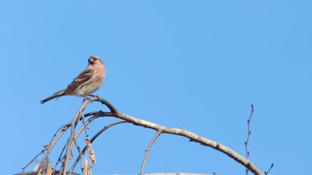 Redpoll (Lesser) - ML646684458