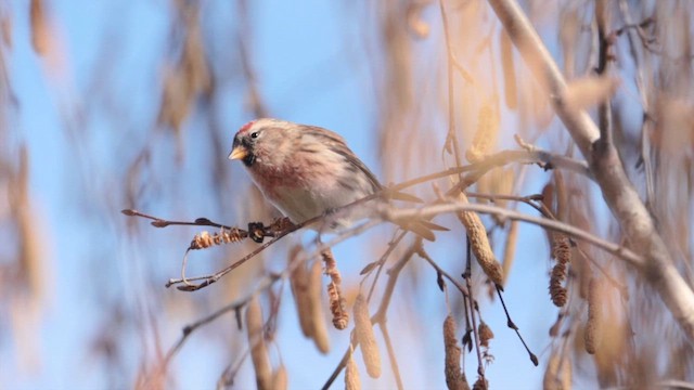 Redpoll (Lesser) - ML646684459