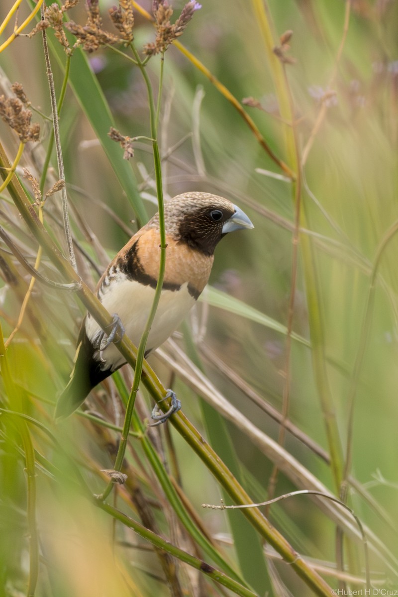 Chestnut-breasted Munia - ML646684460