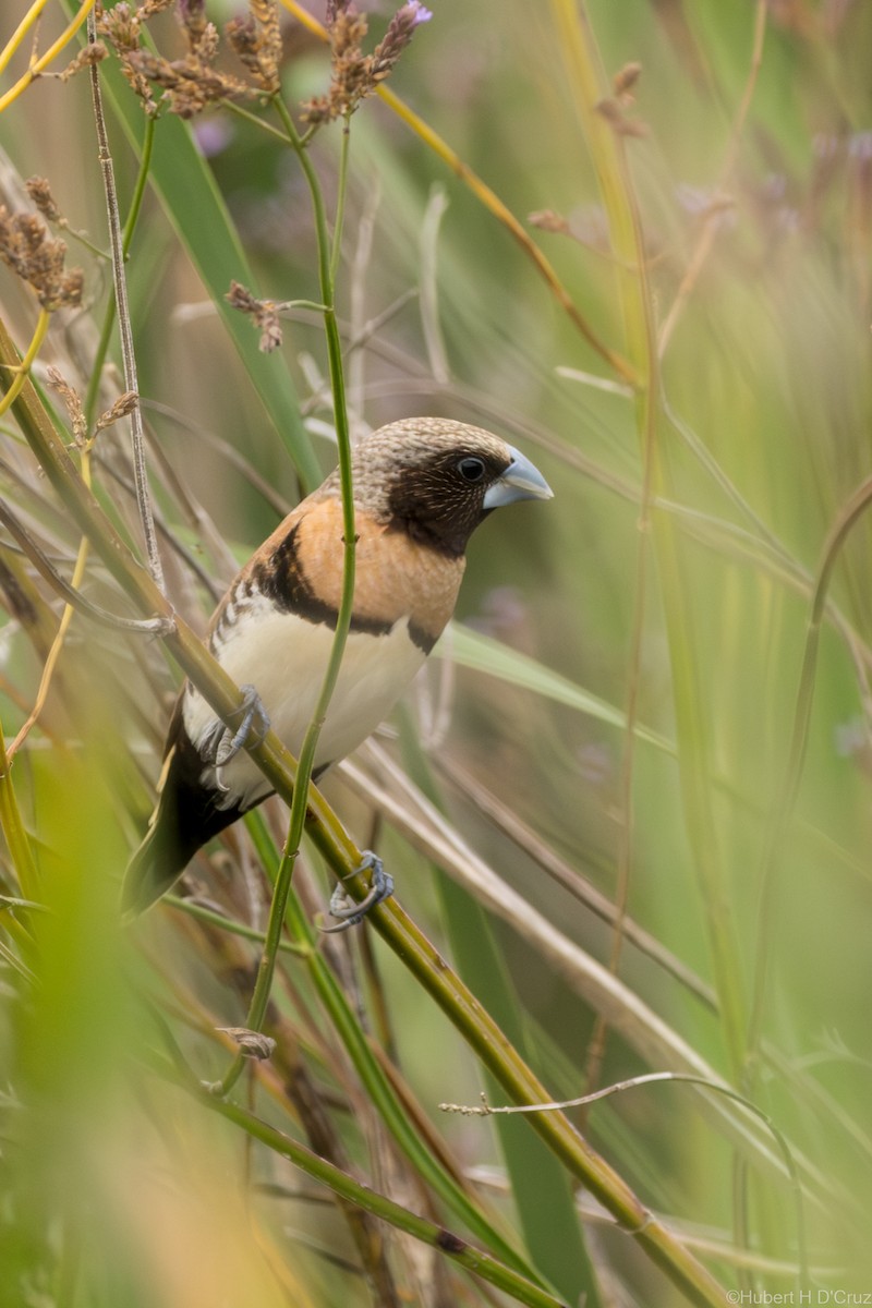 Chestnut-breasted Munia - ML646684461