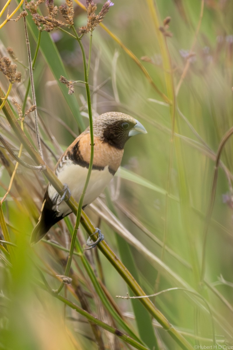 Chestnut-breasted Munia - ML646684462