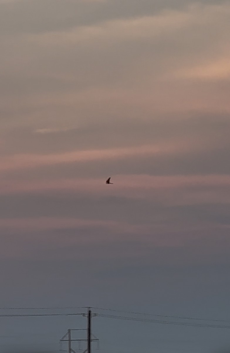 Faucon aplomado - ML646684464