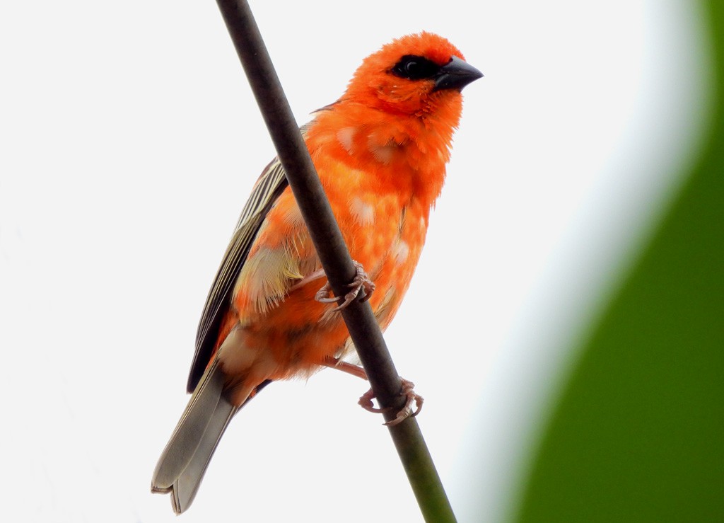 Red Fody - ML646684467