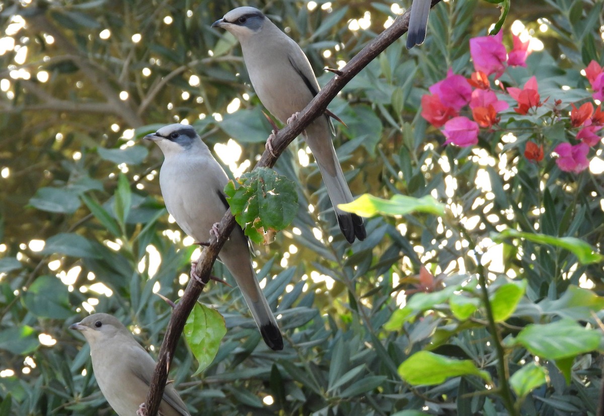 Hypocolius - ML646684468