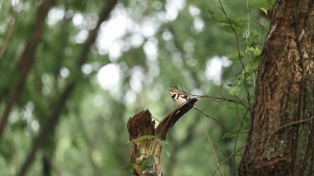 Плиска деревна - ML646684473