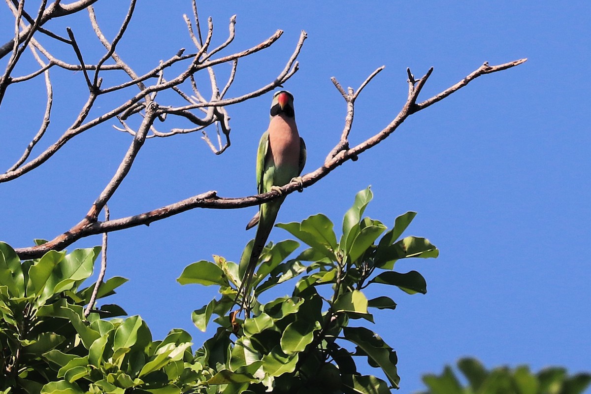 Red-breasted Parakeet - ML646684474