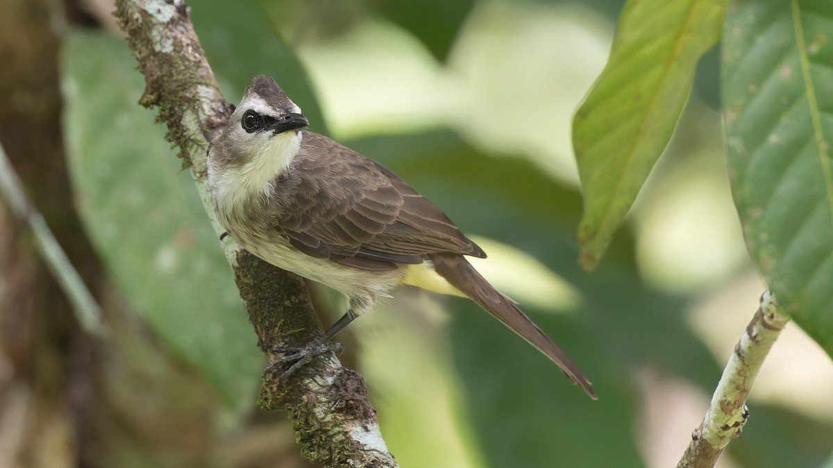 Yellow-vented Bulbul - ML646684475