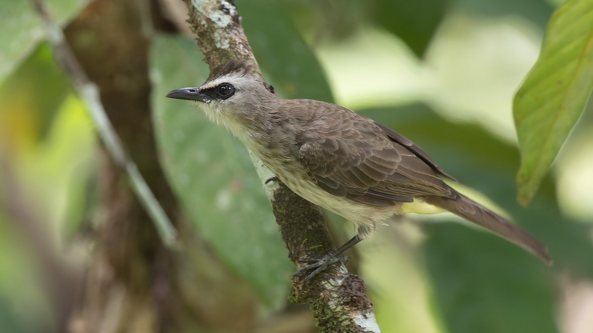 Бюльбюль широкобровий - ML646684476