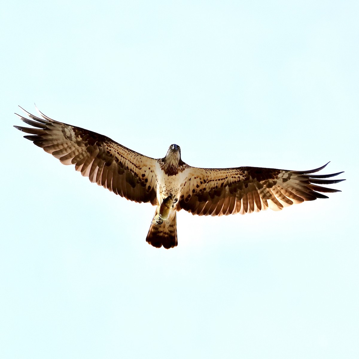 Скопа західна - ML646684480