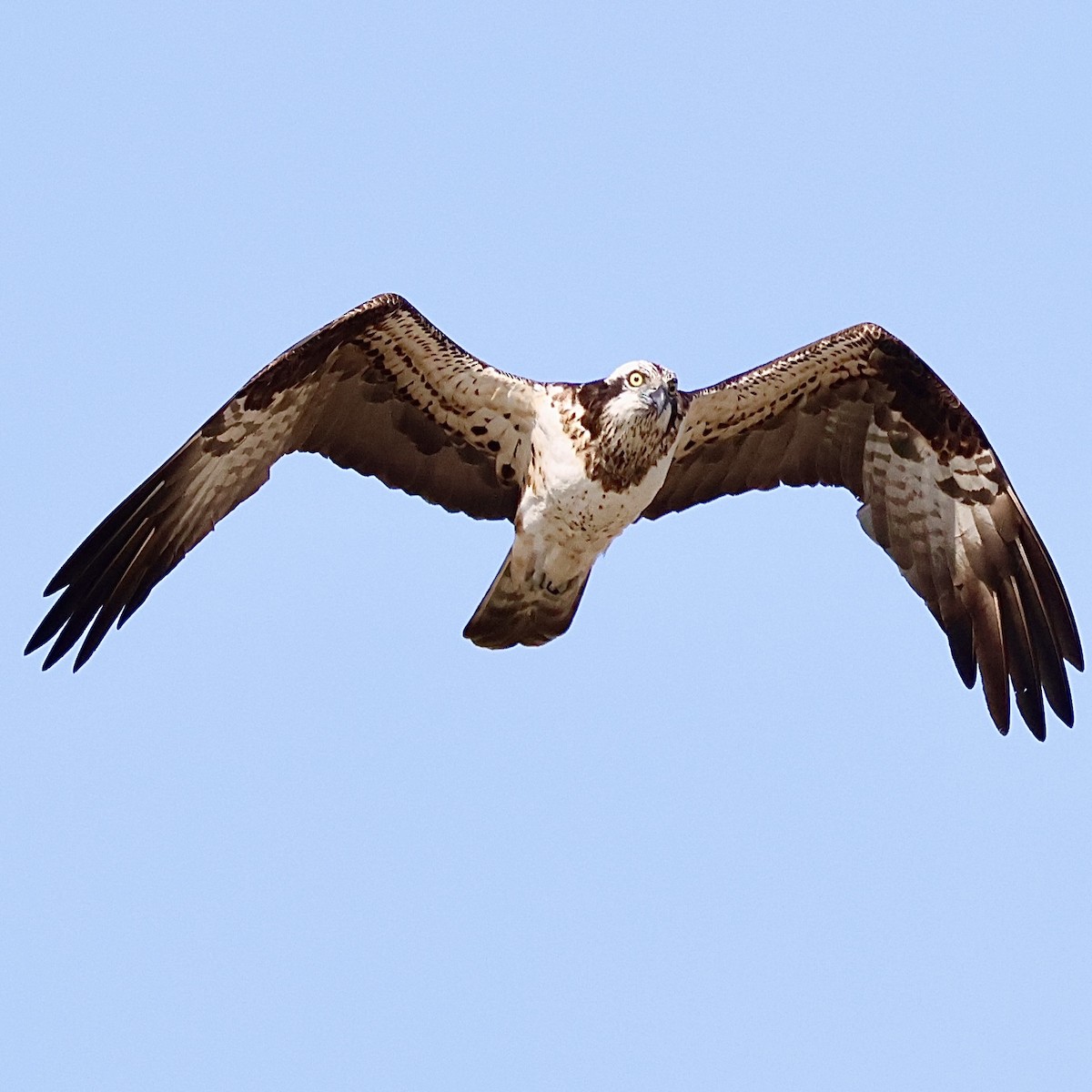 Скопа західна - ML646684481