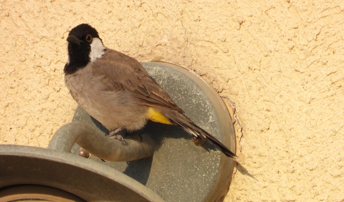 White-eared Bulbul - ML646684483