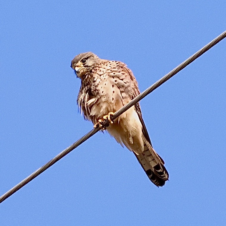 Боривітер звичайний - ML646684484