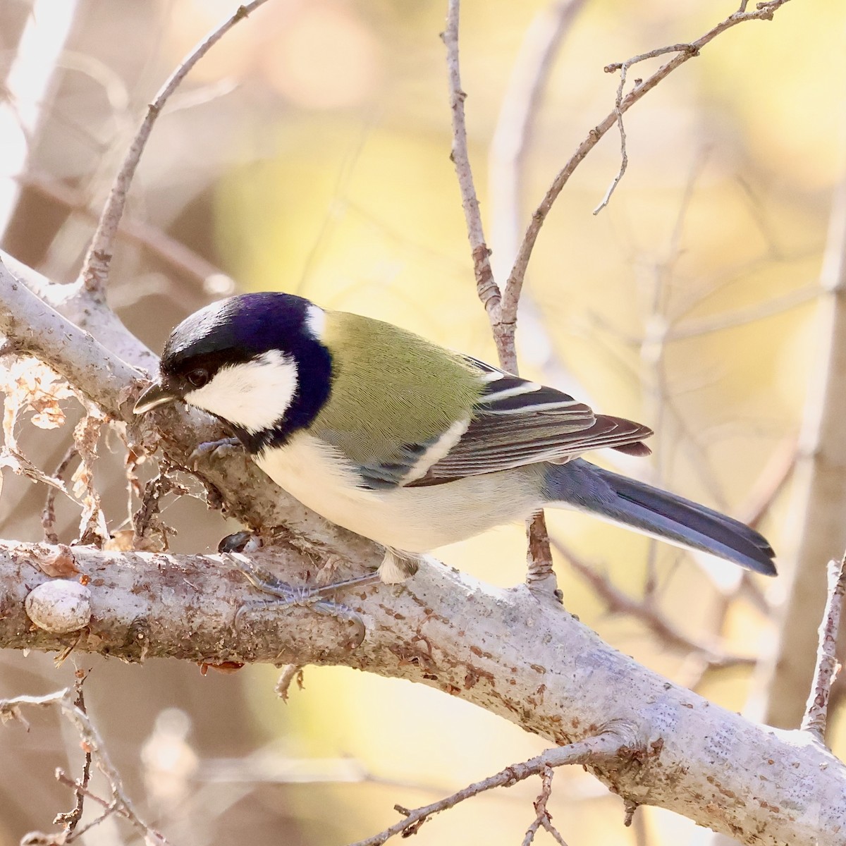 Asian Tit - ML646684485