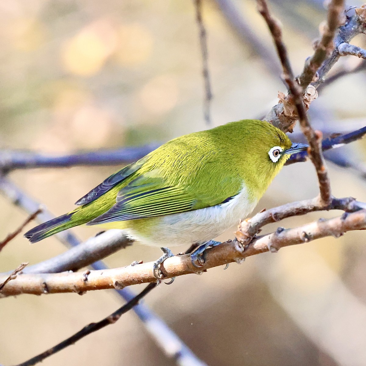 Warbling White-eye - ML646684486