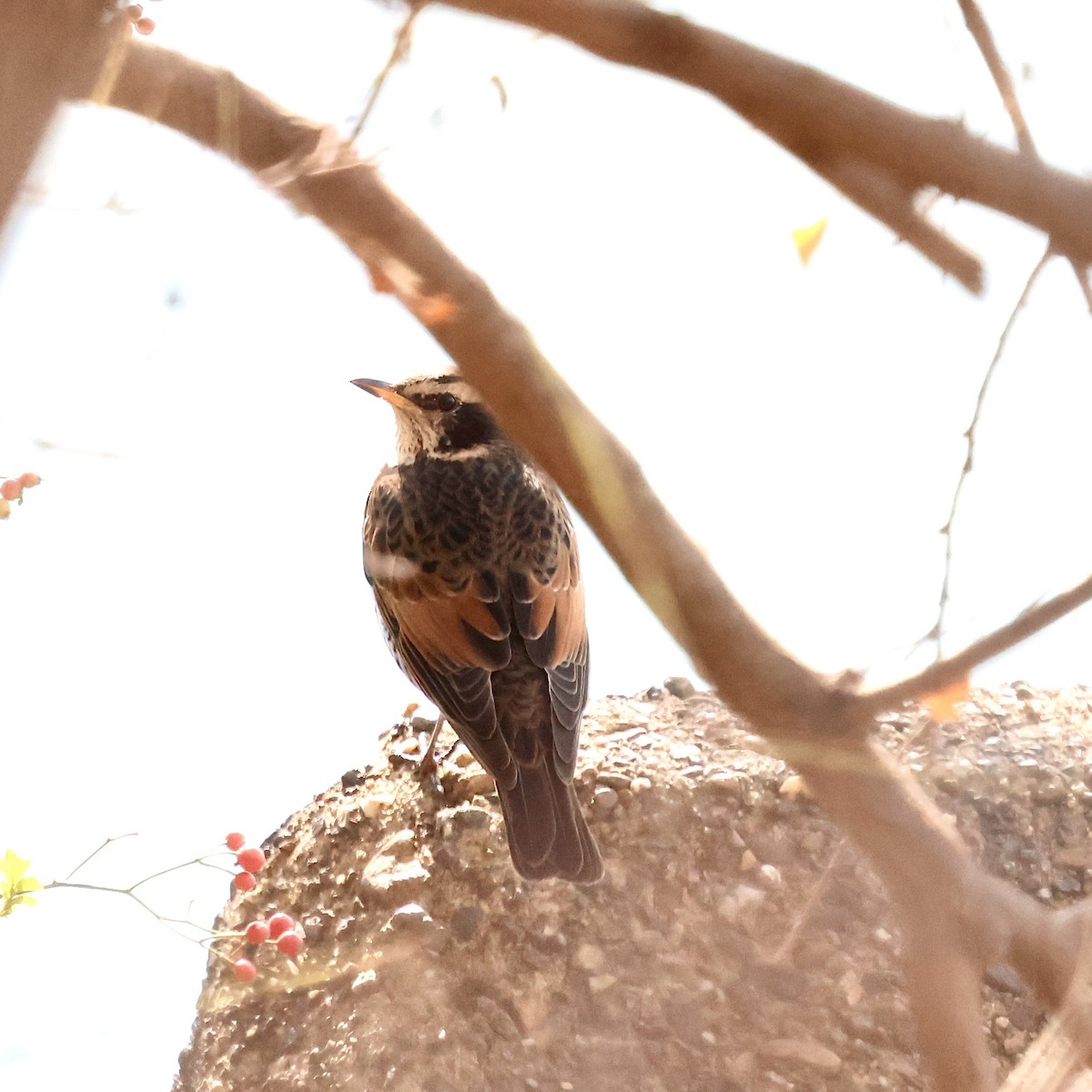 Хүрэн хөөндэй - ML646684488