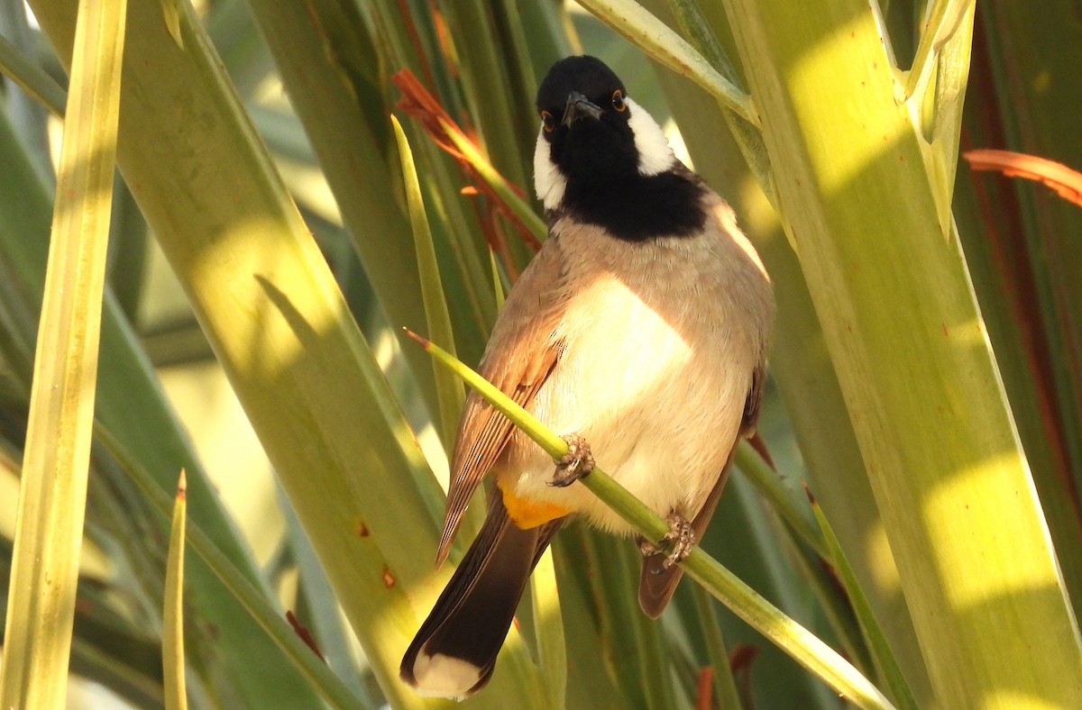 White-eared Bulbul - ML646684494