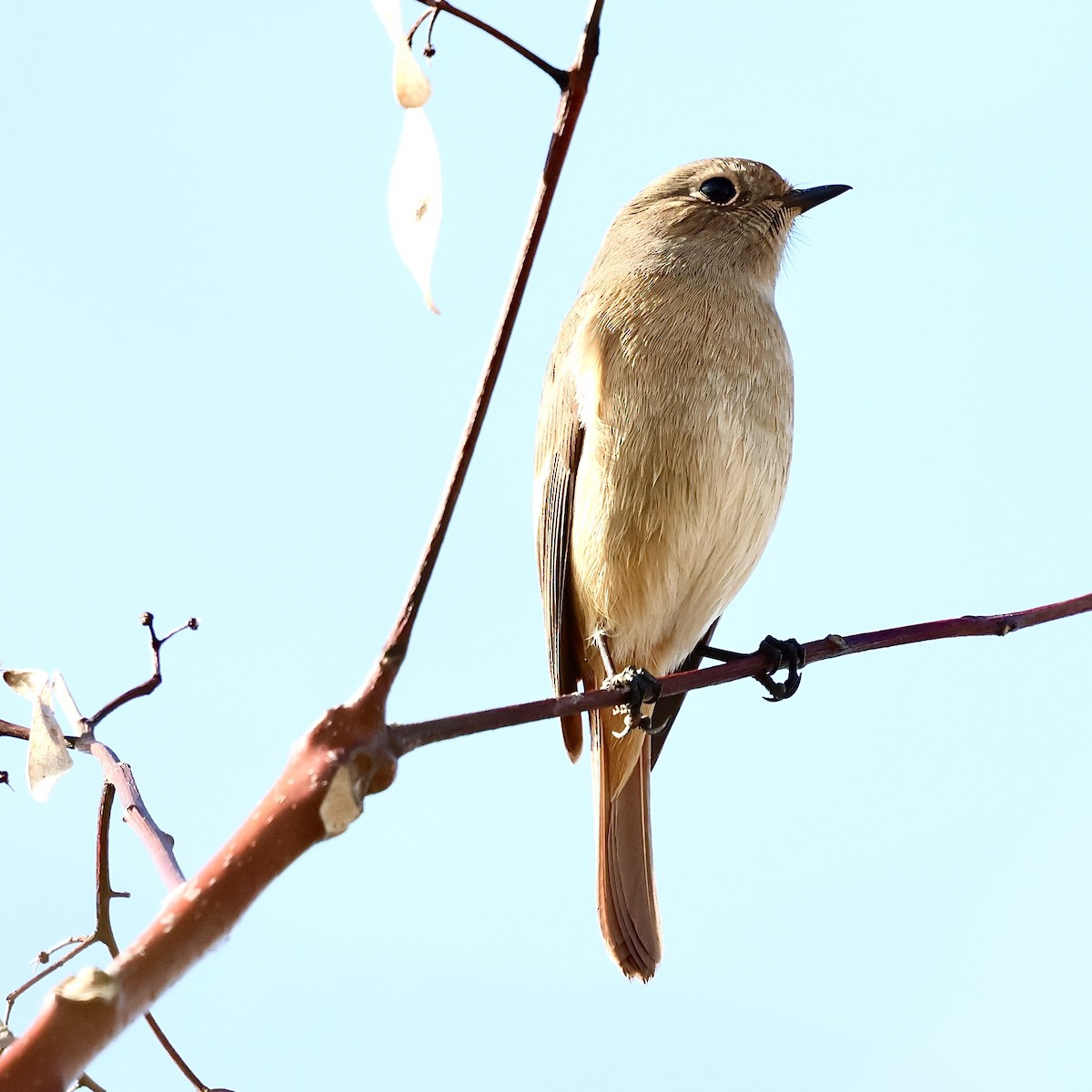 Дагуур гал сүүлт - ML646684495