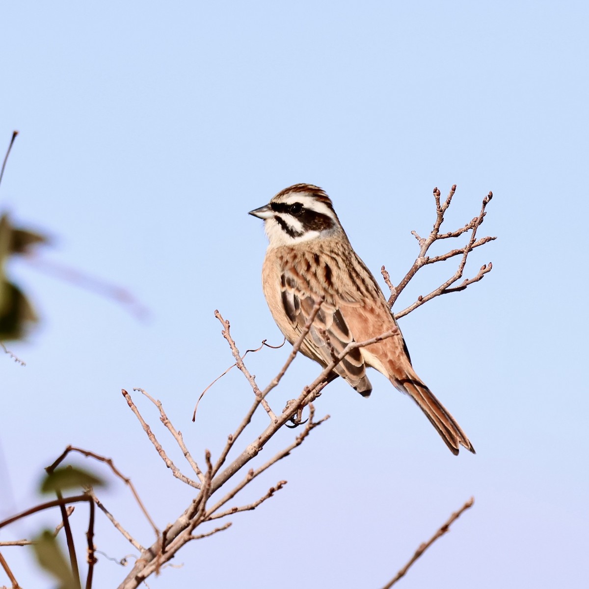 Хүрэн чихт хөмрөг - ML646684500