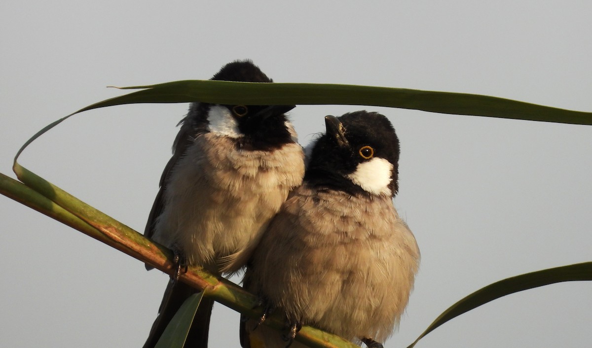 White-eared Bulbul - ML646684501