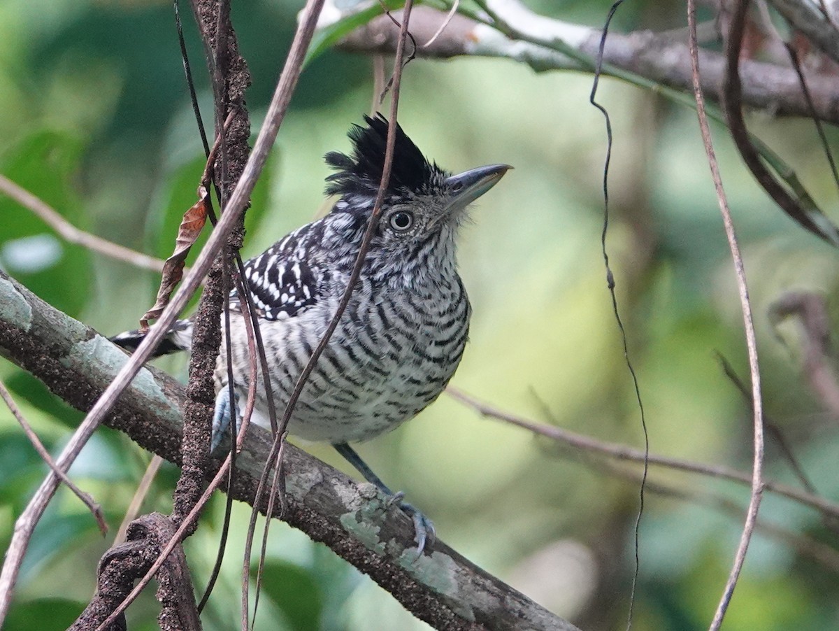 Barred Antshrike - ML646684502