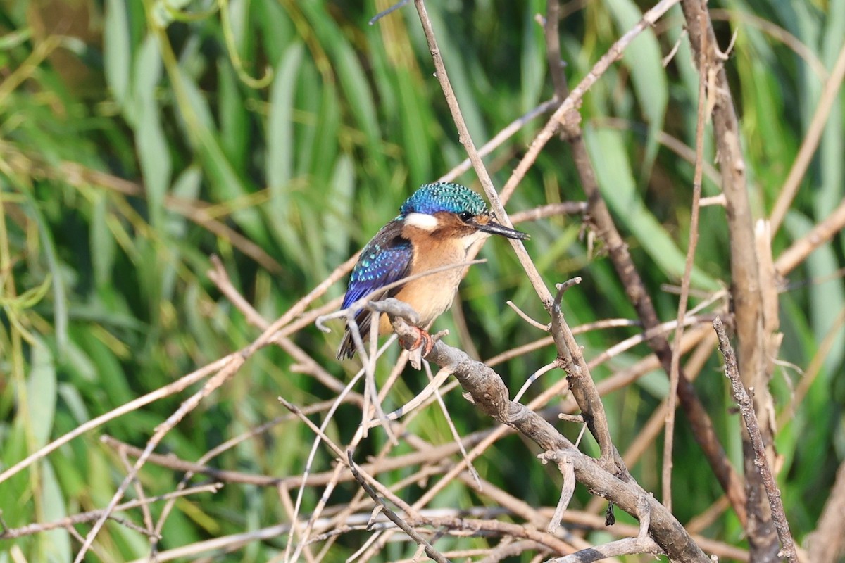 Tepeli Yalıçapkını - ML646684507