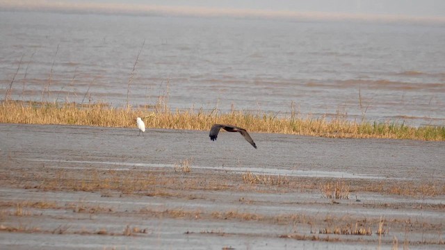 Лунь китайський - ML646684508