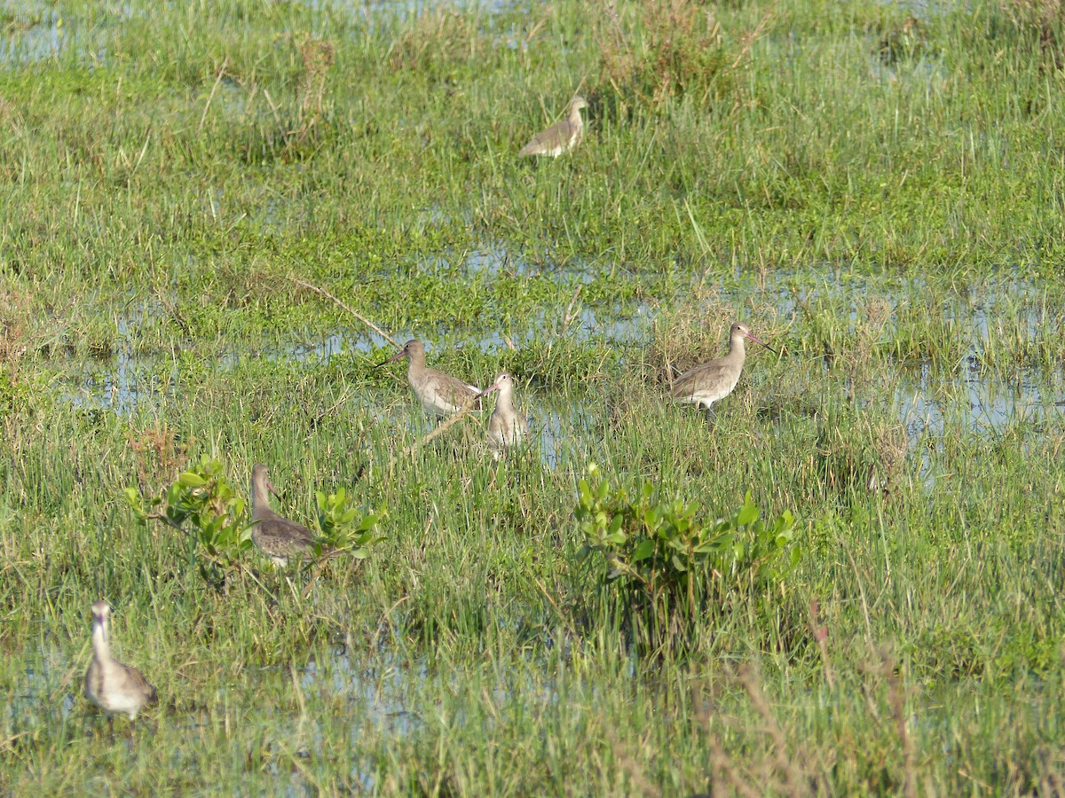 Uferschnepfe - ML646684509