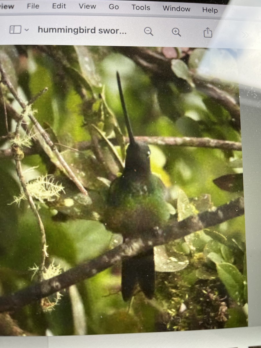 Sword-billed Hummingbird - ML646684510