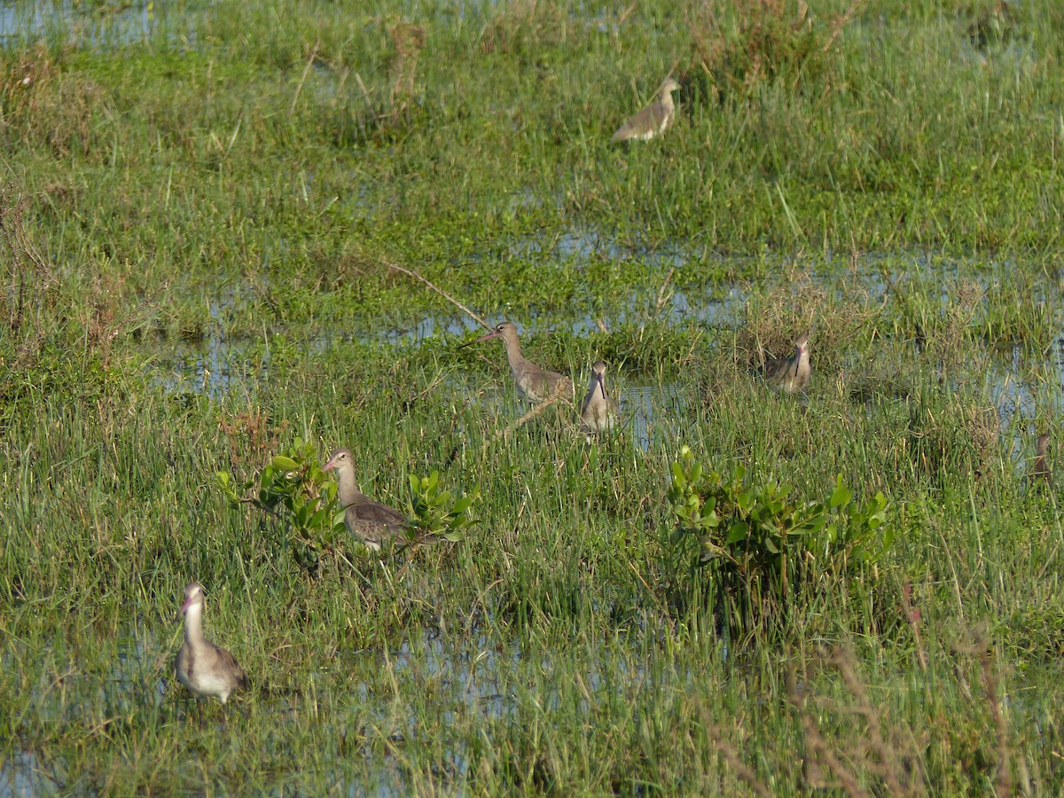 Uferschnepfe - ML646684512