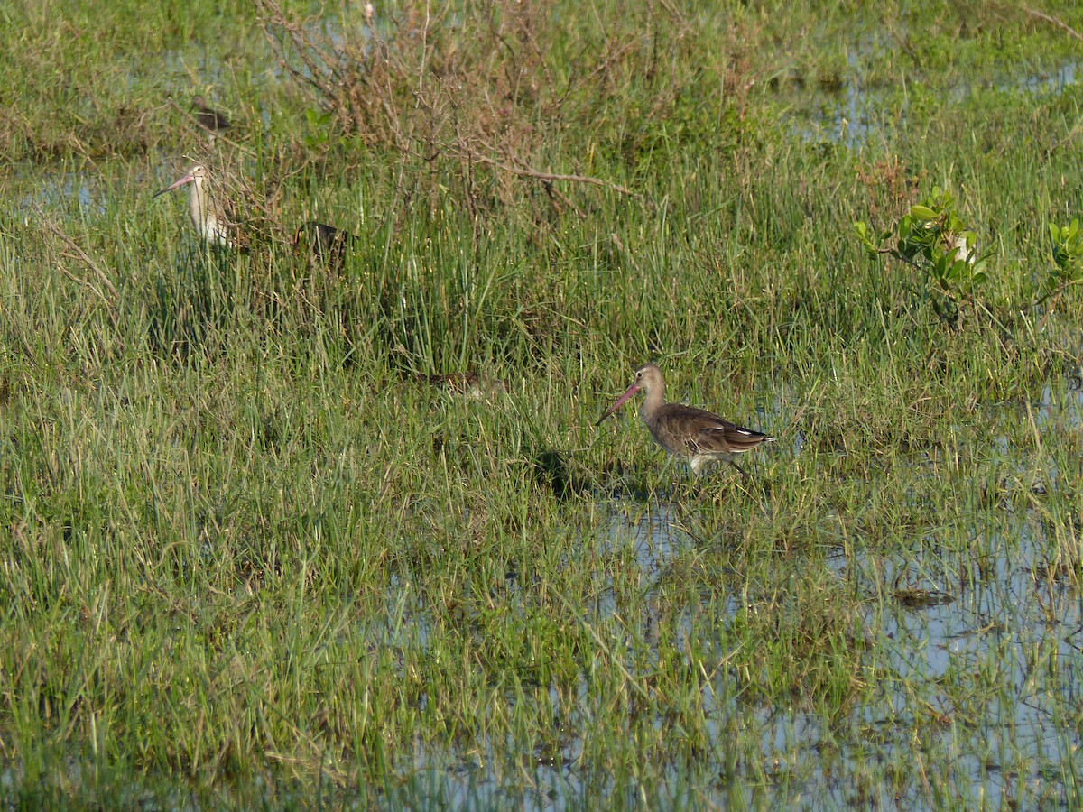 Uferschnepfe - ML646684513