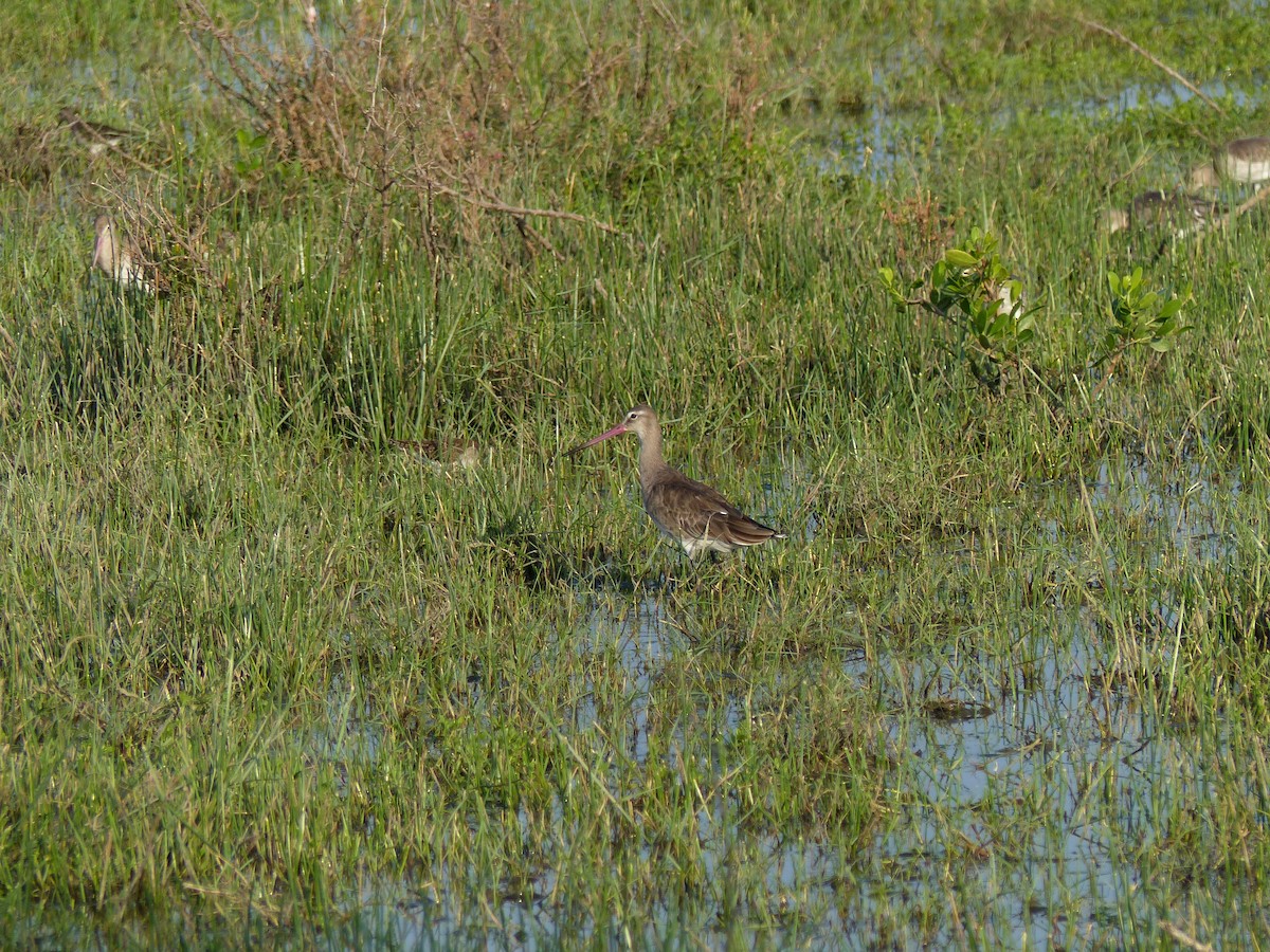 Uferschnepfe - ML646684517