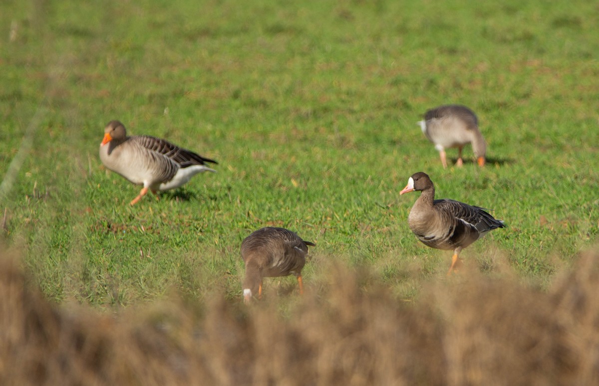 Greater White-fronted Goose - ML646684518