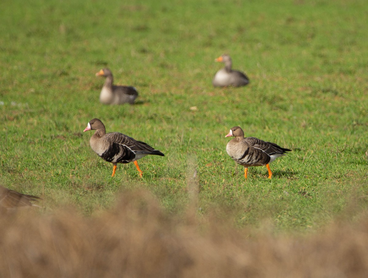 Greater White-fronted Goose - ML646684519