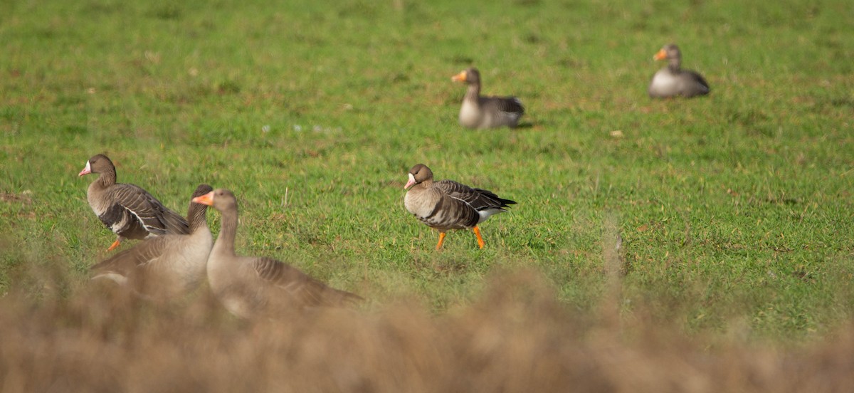 Greater White-fronted Goose - ML646684520